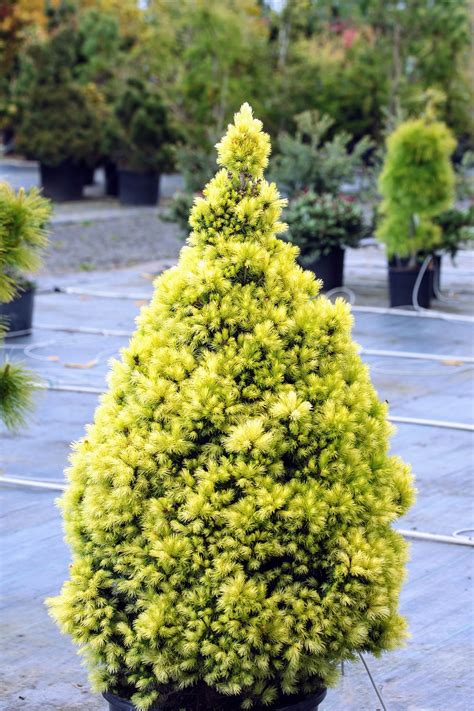 daisy's white alberta spruce