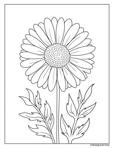 daisy coloring picture