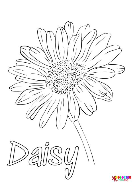 daisy colouring