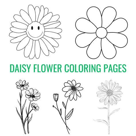 daisy flower coloring
