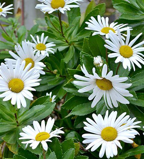 daisy like autumn bloomer