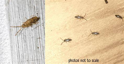 damp bugs