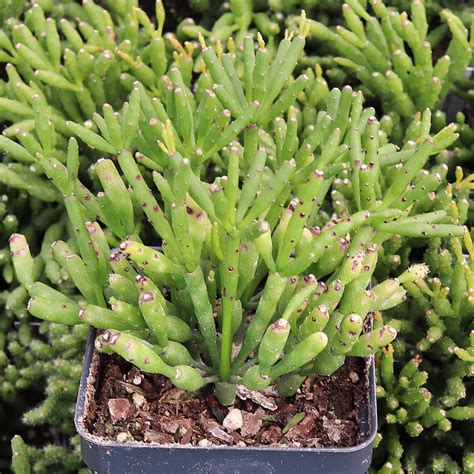 dancing bones cactus