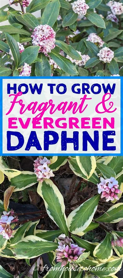 daphne companion plants