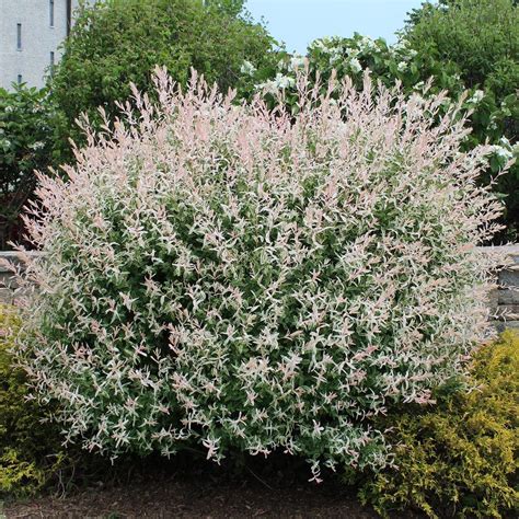 dappled willow shrub