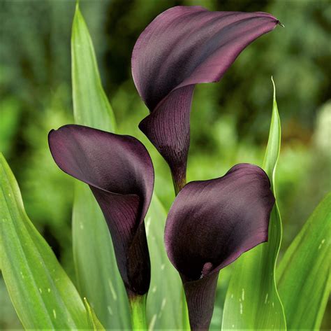 dark calla lily