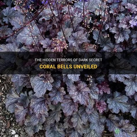 dark coral bells