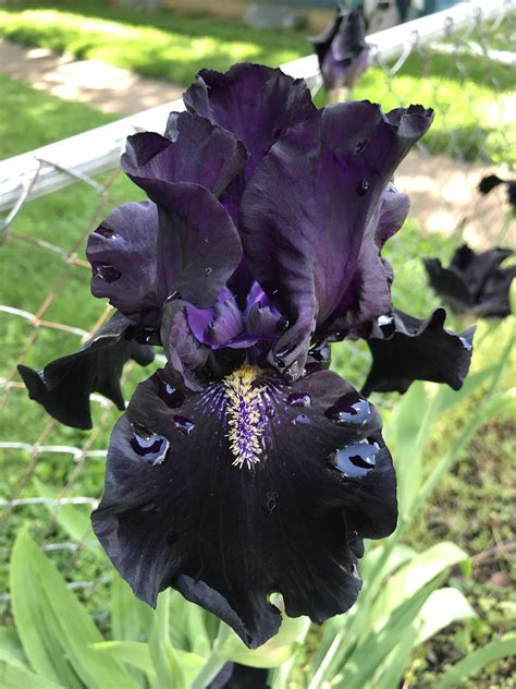 dark iris flower