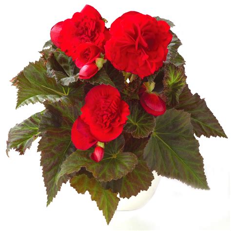 dark leaf begonia