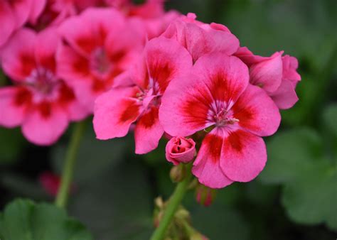 dark pink geranium