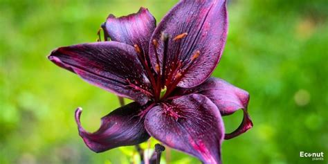 dark purple lily