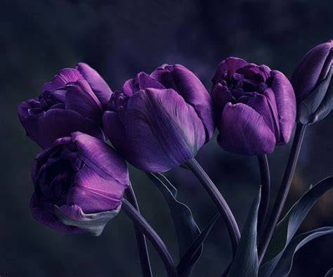 dark purple tulips