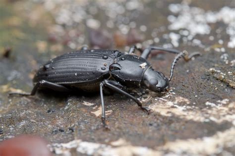 darkling beetle