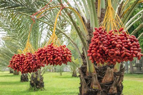 date palm tree care