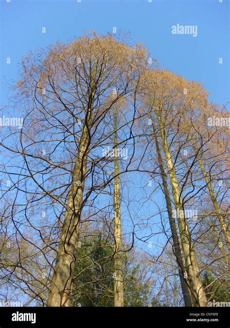 dawn redwood in winter
