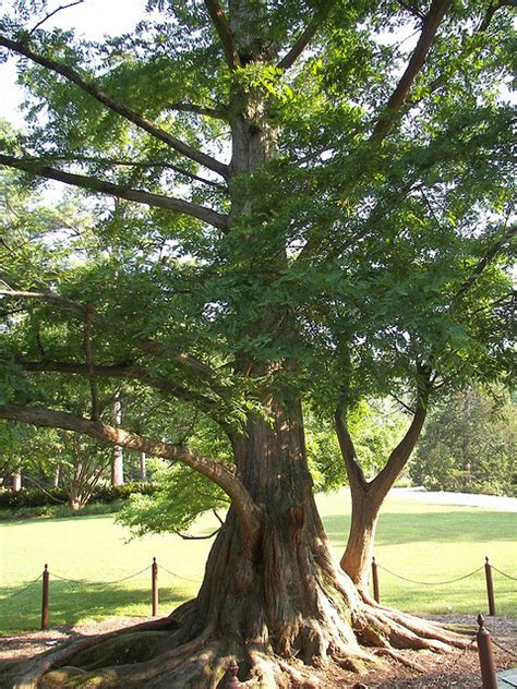 dawn redwood oregon