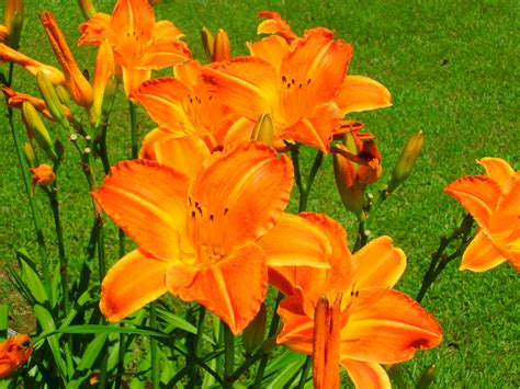 day lily