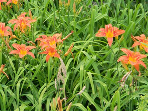 day lily edible