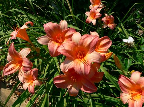 day lily flower