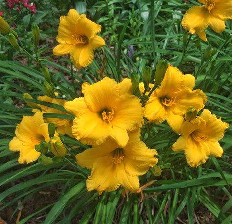 daylilies that bloom all summer