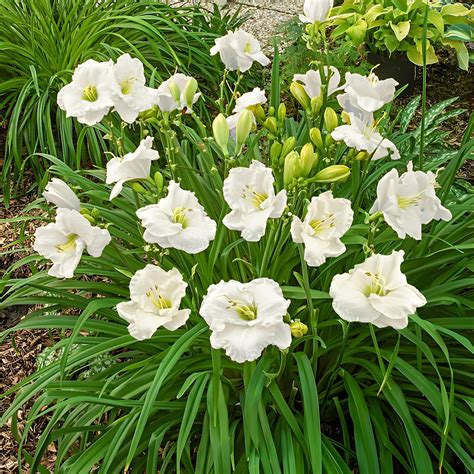 daylilies white