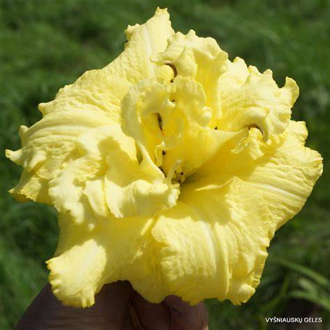 daylily double