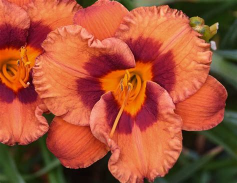 daylily mighty chestnut