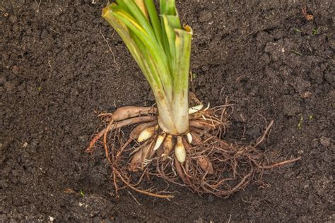 daylily roots