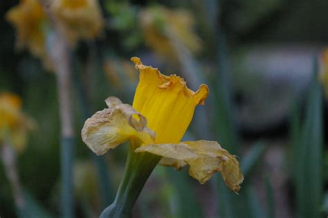 dead daffodils