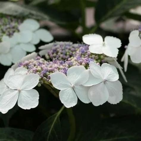 deadhead lacecap hydrangea