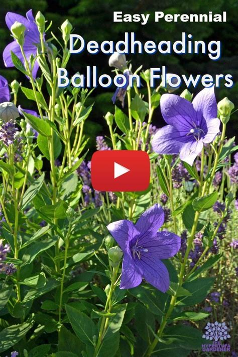 deadheading a balloon flower
