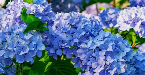 deadheading nikko blue hydrangea