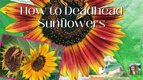 deadheading sunflowers