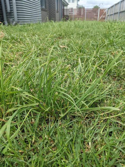 Dealing with a Lawn Overrun by Weeds