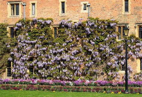 deciduous climbers