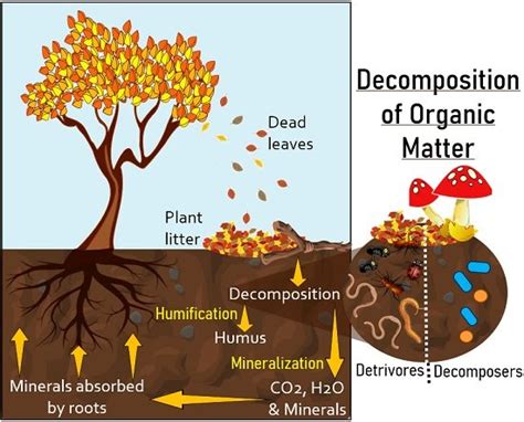 decomposer use for soil quality