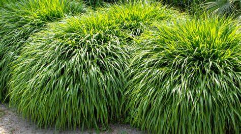 decorative grasses for shade