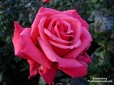 deep pink rose