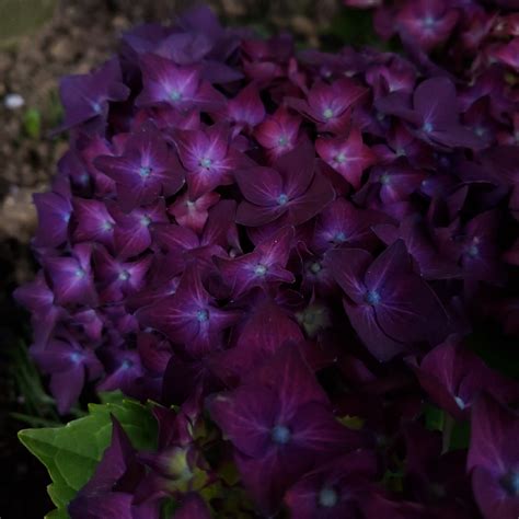 Deep Purple Hydrangea