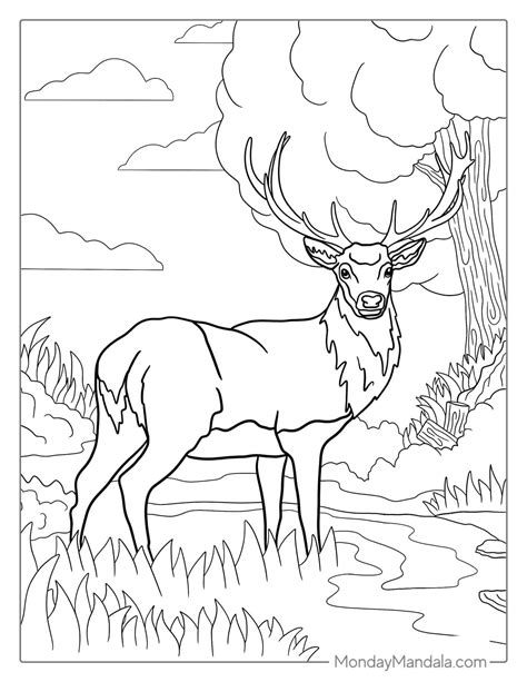 deer coloring pages pdf