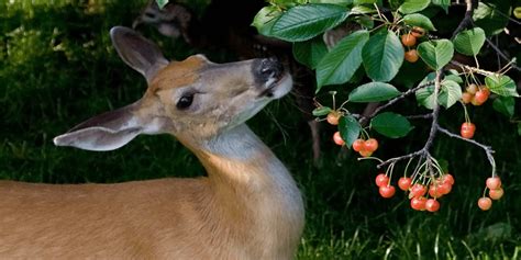 deer eating fruit trees