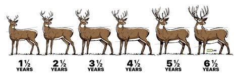 Deer Fawn Age Chart