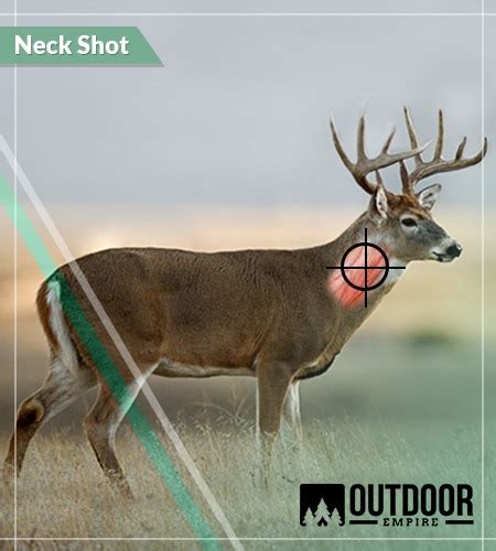 Deer Neck Shot Placement Chart