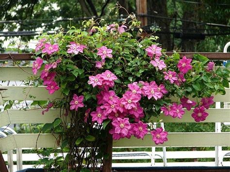deer resistant climbing plants
