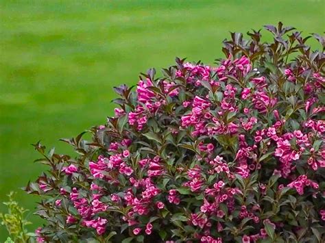 deer resistant flowering shrubs