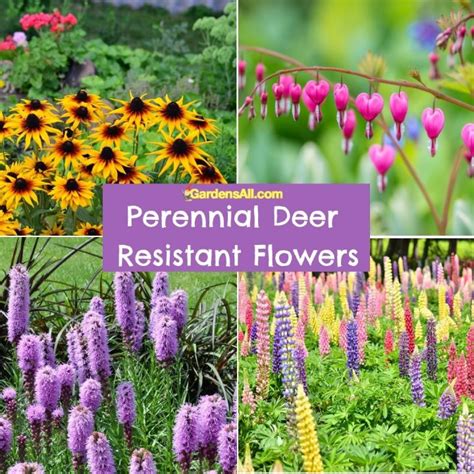 deer resistant flowers for pots