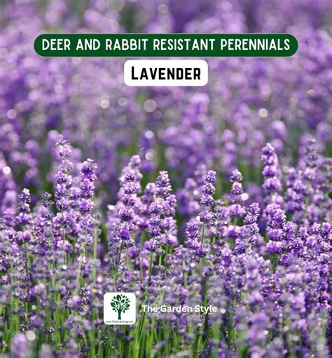 deer resistant lavender
