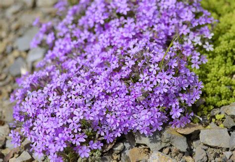 deer resistant phlox