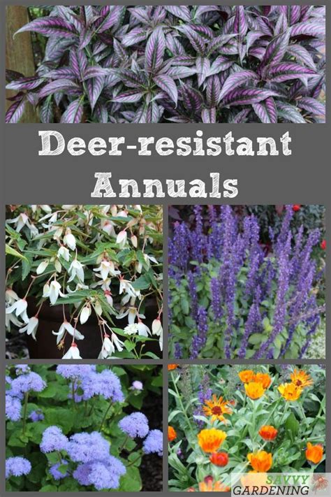 deer resistant shade annual