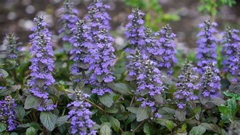 deer resistant shade perennials